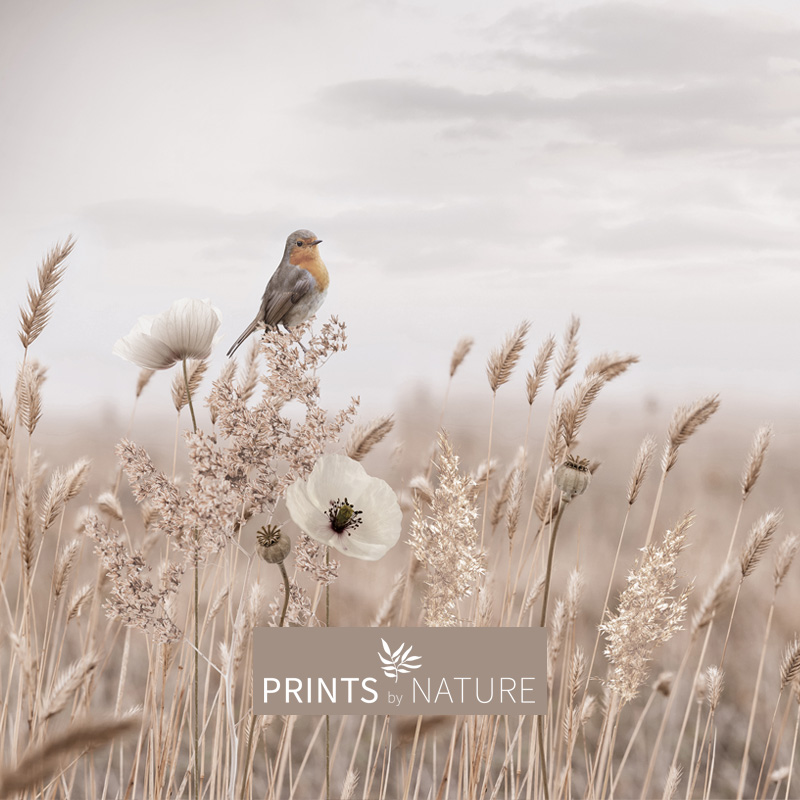 Wheat Field